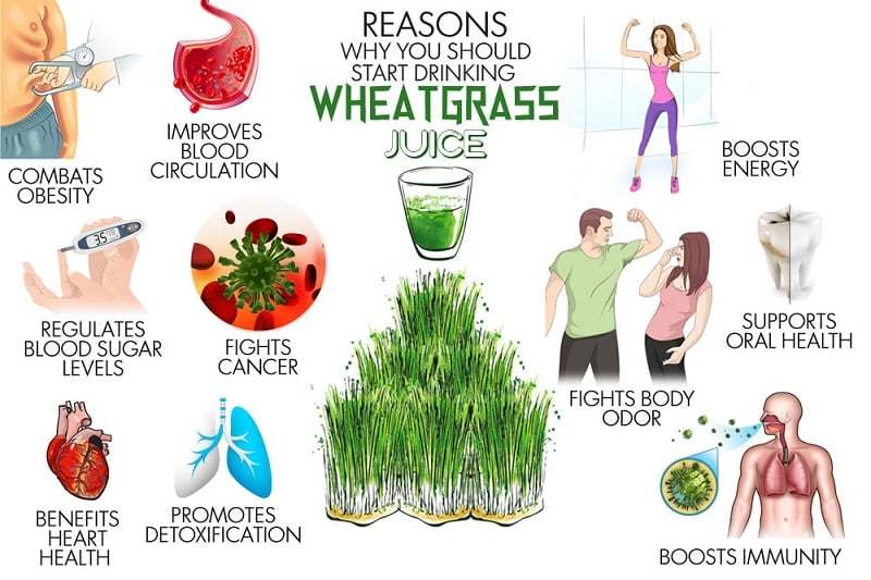 A scientific guide to demonstrate how wheatgrass benefits during cancer